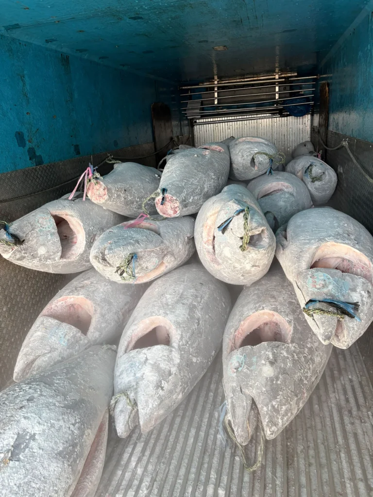 20260327マグロ水揚げ長久丸