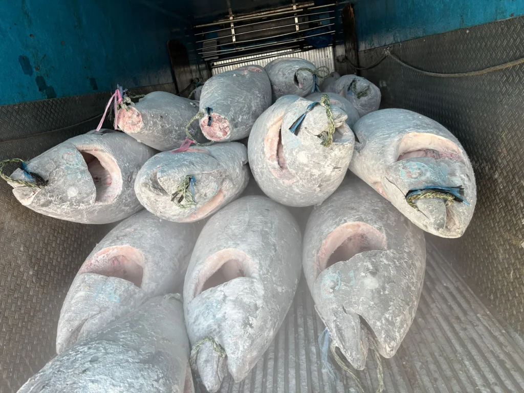 20260327マグロ水揚げ長久丸