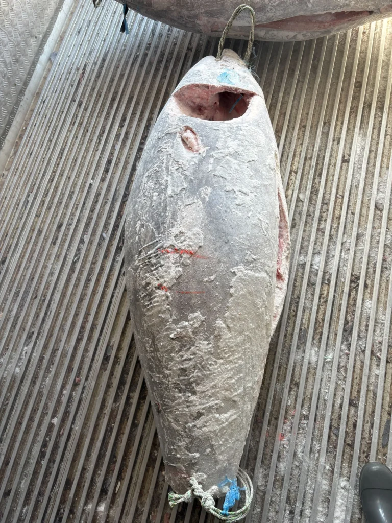 20260327マグロ水揚げ長久丸