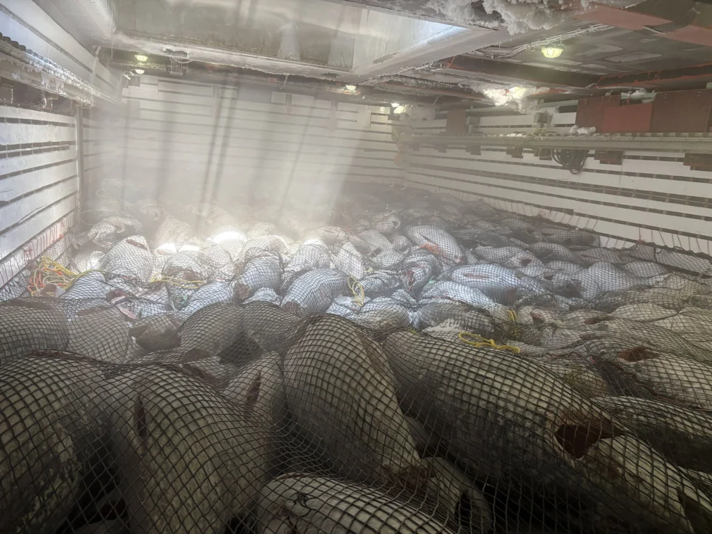 20260327マグロ水揚げ長久丸