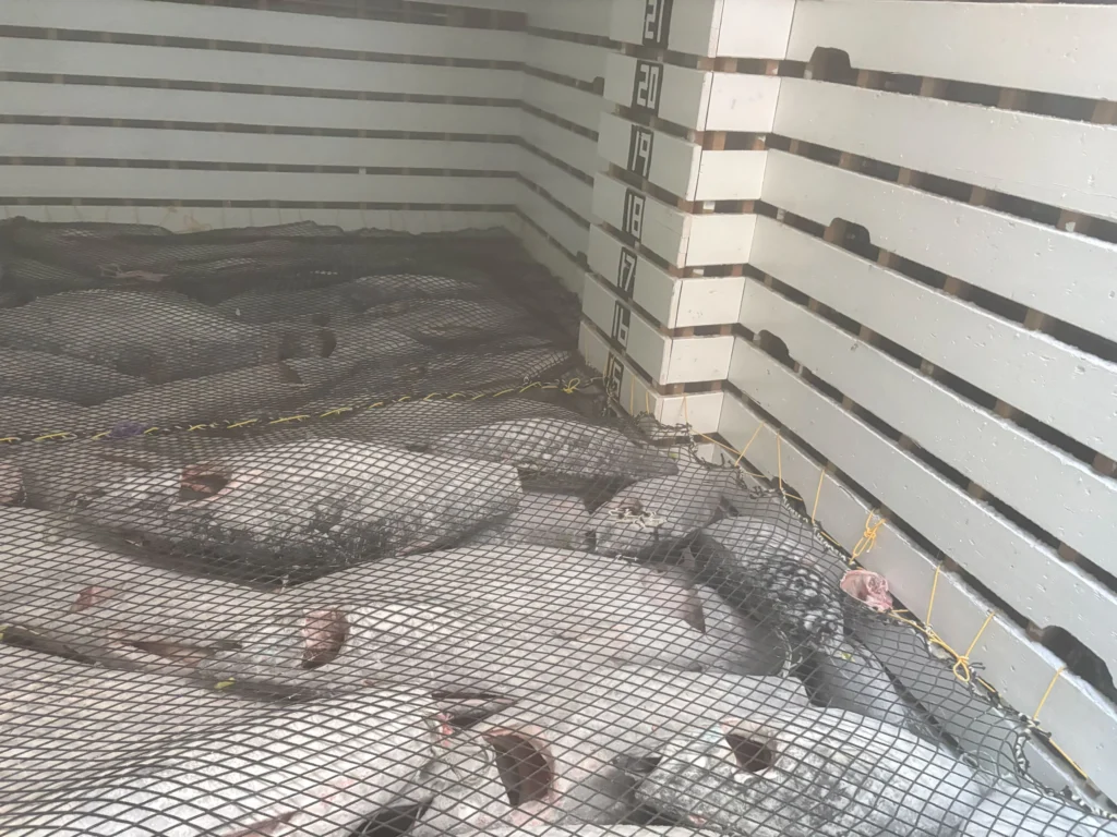 20260327マグロ水揚げ長久丸