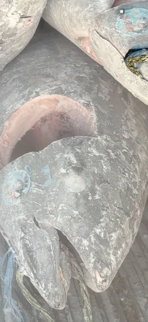 20260327マグロ水揚げ長久丸